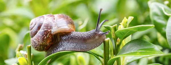 Как да отблъснем охлювите с природни средства?