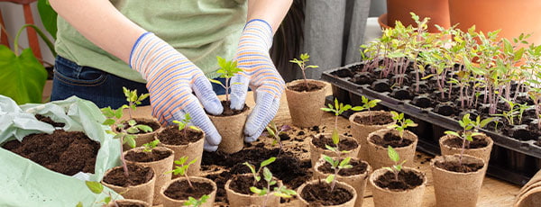 Как да подготвим разсад? Всичко, което трябва да знаете