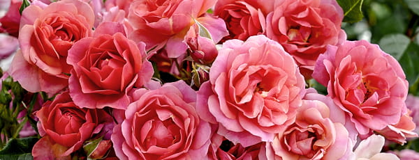 Как да се грижим правилно за сортовете рози Kordes