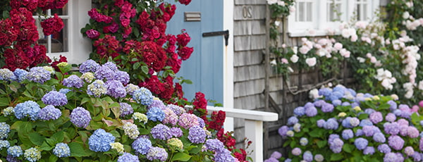 Как да се грижим за хортензиите през пролетта, за да стимулираме растежа и цъфтежа им?