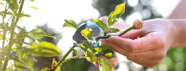 Как да се грижим за розите след цъфтежа?