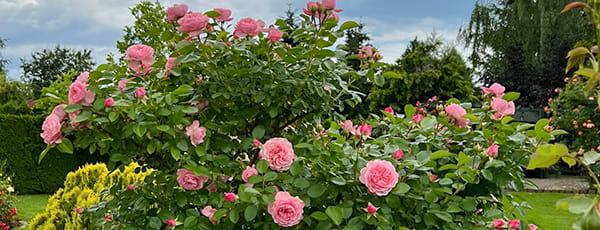 Как да създадете собствена розова градина и да я поддържате правилно?