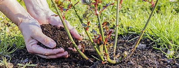Как да засадим рози в земята - инструкции