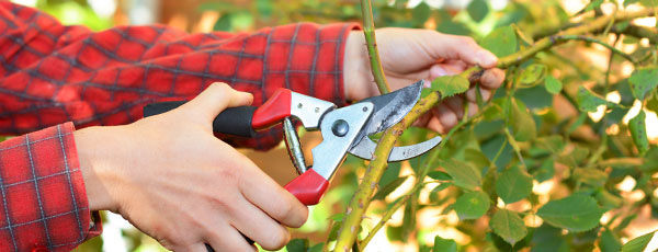 Как и кога да подрязваме розите?