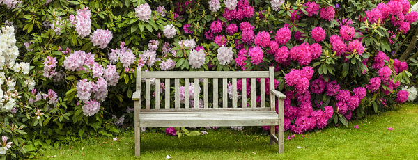 Какво да засадим до рододендрон?