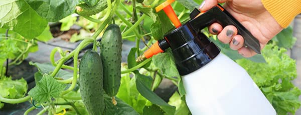 Календар за засаждане на зеленчуци - как да не пропуснете нищо