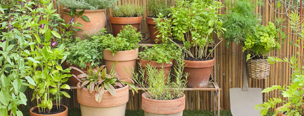 Кога да засеем зелени подправки? Започнете собствено производство!