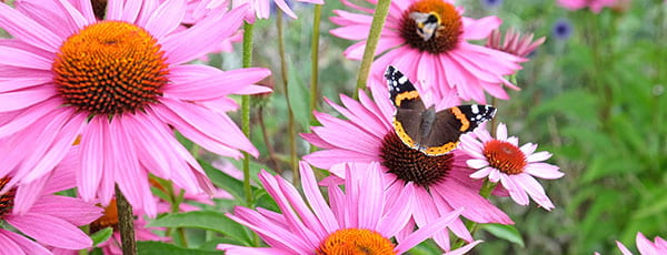 Кога се засаждат цветя - план за начинаещи цветари
