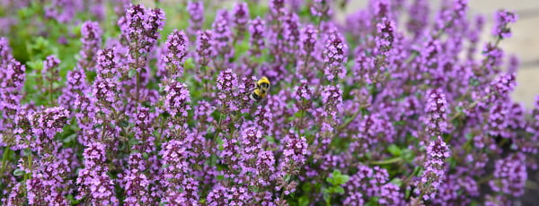 Кои растения не се харесват на мухите и комарите? Къде трябва да се засаждат?