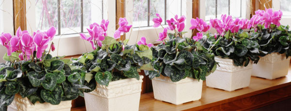 Кои цветя да отглеждаме както вкъщи, така и в градината?