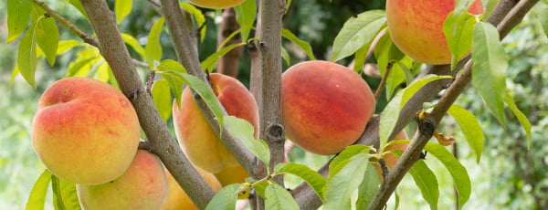 Колоновидни плодни дръвчета - находка за малката градина!