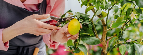 Lămâie de casă - o sursă de vitamine și un gust răcoritor