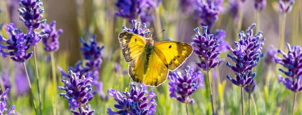 Lavanda încântătoare: secrete de plantare și îngrijire