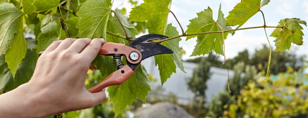 Лозя: тайни на есенната резитба и зимното покриване