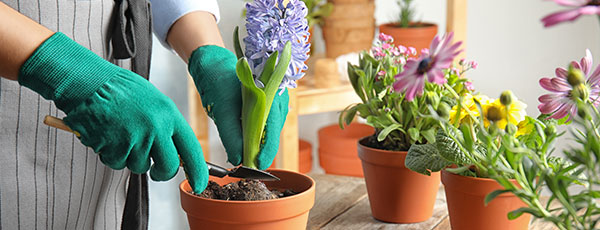 Lucrări de toamnă: pașii esențiali pentru plantarea bulbilor de flori