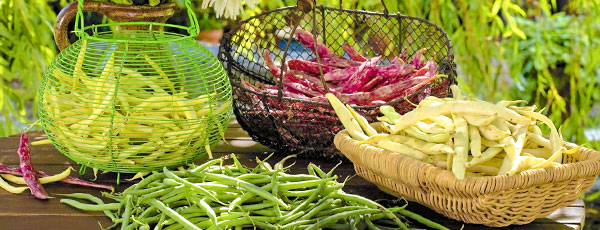 Luptă eficient împotriva bolilor și dăunătorilor la fasole