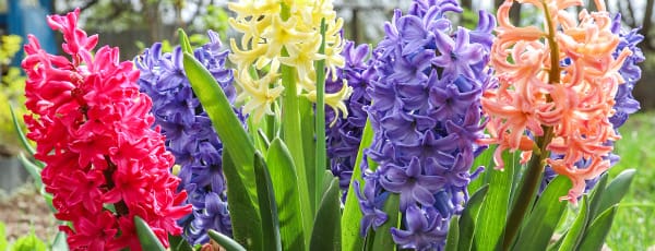 Mai în grădină: ce să faci în mai în grădină și livadă?