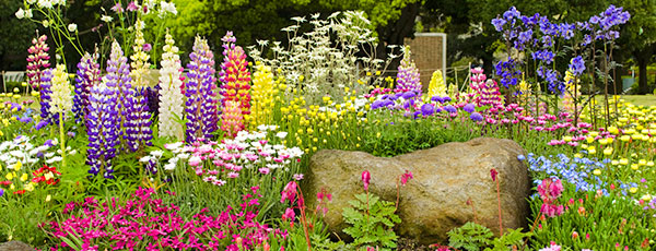 Mixborder: ce plante perene să alegi pentru amenajarea peisagistică