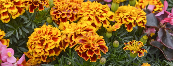 Невенът - съюзник на градинарите в борбата с вредителите