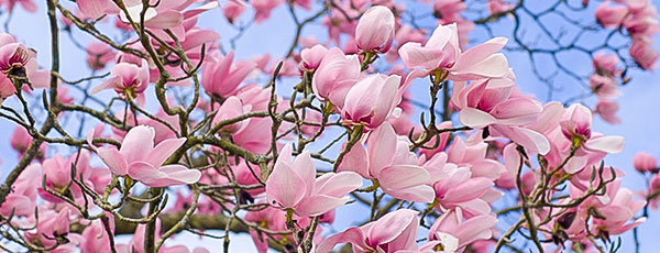 O grădină de poveste: plantarea magnoliei primăvara