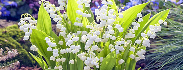 O grădină parfumată: plantează bulbi de lăcrămioare