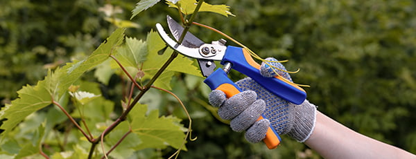 Pas cu pas: reguli pentru plantarea viței de vie în primăvară