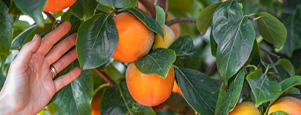 Persimon de la plantare la recoltare - secretele unei cultivări de succes