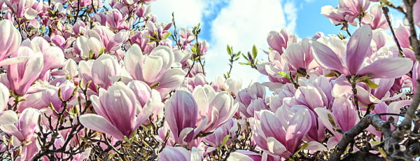 Piękna magnolia - symbol wiosny i życia