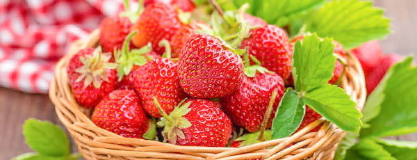 Plantarea căpșunilor în sezonul de primăvară