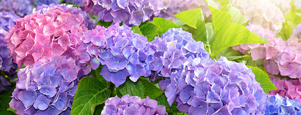 Plantarea de toamnă a hortensiilor