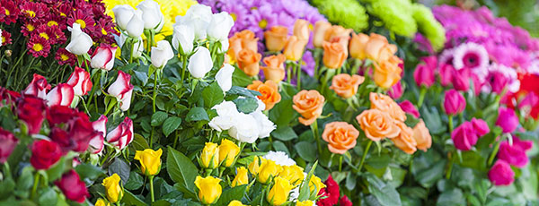 Plantarea de toamnă a trandafirilor - sfaturi pas cu pas pentru începători