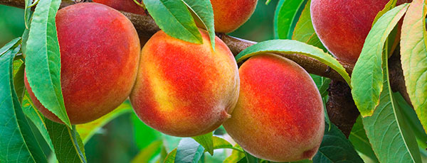 Plantarea piersicilor de la A la Z