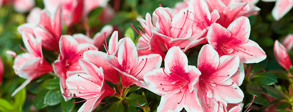 Plantarea și îngrijirea corectă a azaleei