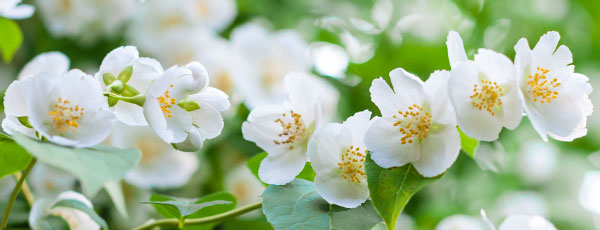 Plantarea și îngrijirea iasomiei pentru o grădină parfumată