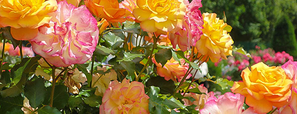 Plantarea și îngrijirea trandafirilor