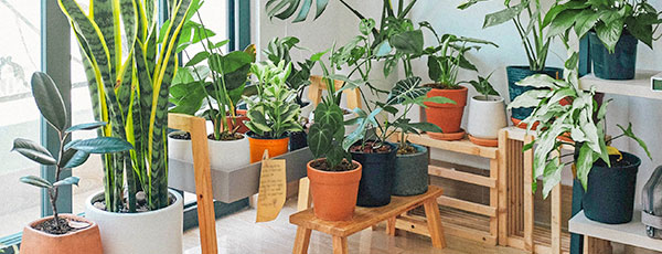 Plante ornamentale de interior pe care le preferă românii