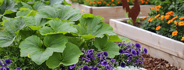 Planul de însămânțare pentru luna mai: lista detaliată de legume și flori