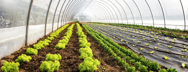 Подготовка на оранжерията преди пролетното засаждане