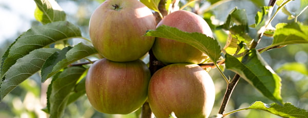 Pomi de mere columnare: o livadă compactă cu o recoltă abundentă