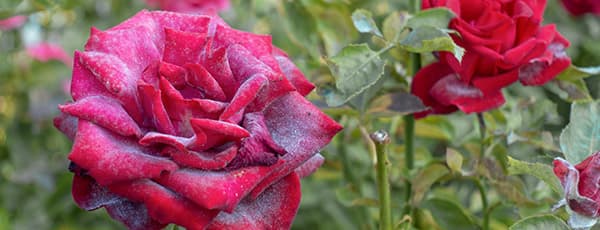 Праховита мана по розите - как да спасите растенията си?