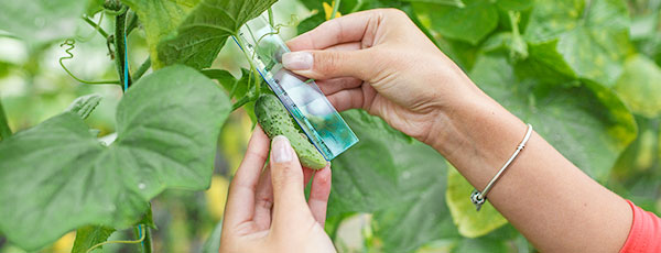 Previne și combate bolile și dăunătorii la castraveți