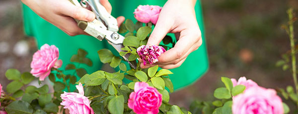 Reguli esențiale pentru tăieri la trandafiri