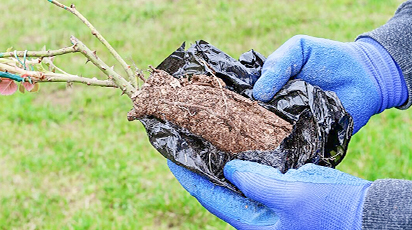 Resuscitarea trandafirilor: cum salvezi butașii uscați și slabi