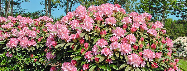 Secrete și sfaturi pentru cultivarea rhododendronului în grădină