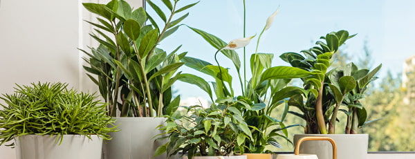 Secretele unui copac de dolari înfloritor