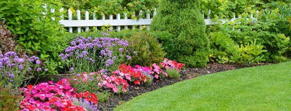 Семена за тревни площи - кои да изберем