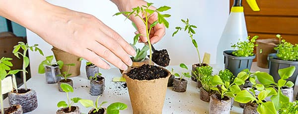 Semințe pentru răsaduri: când și cum să le plantezi pentru o recoltă sănătoasă