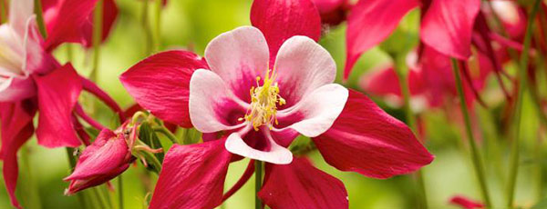 Sfaturi pentru plantarea și îngrijirea căldărușei