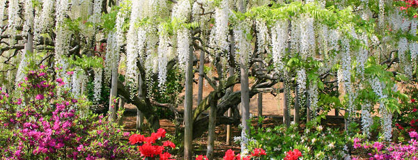Sfaturi practice pentru plantarea glicinei în grădină
