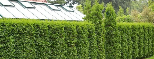 Sfaturi practice pentru plantarea și îngrijirea coniferelor